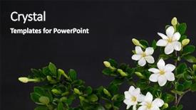  Presentation with black corporate women - Presentation theme featuring branch gardenia blooming-black background background and a black colored foreground