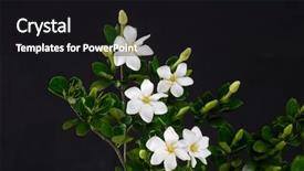  Presentation with black women pray - Amazing presentation theme having branch gardenia blooming-black background backdrop and a black colored foreground