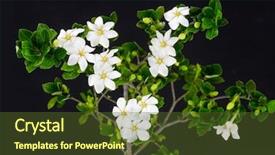  Presentation with branch - PPT theme featuring branch gardenia on black background background and a  colored foreground