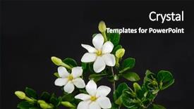  Presentation with branch - Beautiful PPT theme featuring branch gardenia on black background backdrop and a black colored foreground