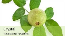  Presentation with agriculture water - Presentation theme featuring branch guava fruit tree background and a yellow colored foreground