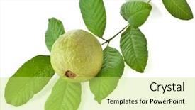  Presentation with fruit water - Presentation theme with branch guava fruit tree background and a yellow colored foreground