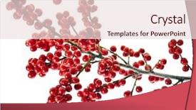  Presentation with holly - Amazing slides having branch holly with red berries backdrop and a lemonade colored foreground