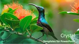  Presentation with sri lanka - Amazing PPT theme having branch in a green garden backdrop and a forest green colored foreground