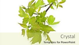  Presentation with spring tree - PPT layouts having branch-maple-tree-with-spring background and a yellow colored foreground