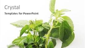  Presentation with mint - Presentation consisting of branch-mint-leaves-isolated background and a white colored foreground