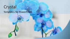 Presentation with tiger orchid close up petal - Presentation design featuring branch of a blue orchid background and a  colored foreground