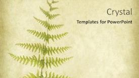  Presentation with fern - PPT layouts enhanced with fern on old paper background and a soft green colored foreground