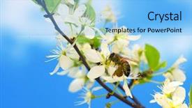  Presentation with fruit tree - Amazing theme having branch of a fruit backdrop and a  colored foreground