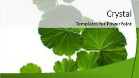  Presentation with geranium - Presentation theme with branch of a geranium background and a white colored foreground