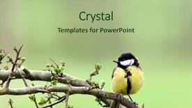  Presentation with coal - Colorful presentation enhanced with branch of a hawthorn tree backdrop and a mint green colored foreground