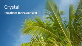  Presentation with palm tree - 