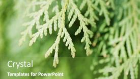 Presentation with branch - Colorful slides enhanced with branch-of-a-thuja-close backdrop and a tawny brown colored foreground