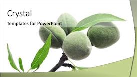  Presentation with green tree - Theme consisting of tree with some green almonds background and a white colored foreground