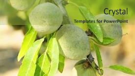  Presentation with green tree - Presentation theme with branch-of-almond-tree background and a yellow colored foreground