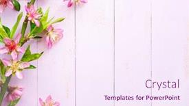  Presentation with pink flowers - Colorful slide set enhanced with branch-of-almond-with-pink backdrop and a sky blue colored foreground