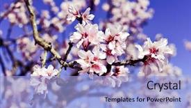  Presentation with pink flowers - Colorful slide set enhanced with branch of an almond tree backdrop and a light blue colored foreground