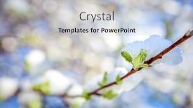  Presentation with snow tree - Audience pleasing presentation consisting of branch-of-an-apple-tree backdrop and a lemonade colored foreground