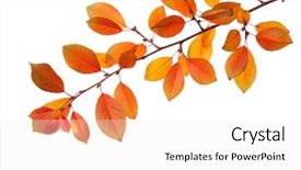  Presentation with autumn leaves - Amazing presentation design having branch of autumn leaves cherry backdrop and a white colored foreground