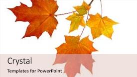  Presentation with autumn leaves - Theme consisting of branch of autumn leaves isolated background and a lemonade colored foreground