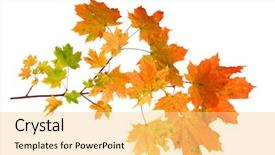  Presentation with maple leaves - Cool new slide deck with branch of autumn maple leaves backdrop and a yellow colored foreground
