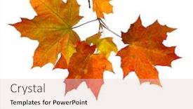  Presentation with maple leaves - PPT theme with autumn maple leaves isolated background and a lemonade colored foreground