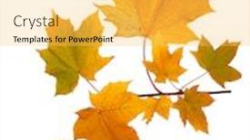  Presentation with maple leaves - PPT layouts consisting of branch-of-autumn-maple-leaves background and a yellow colored foreground