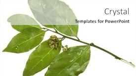  Presentation with branch - Cool new presentation design with branch-of-bay-leaves-isolated backdrop and a  colored foreground