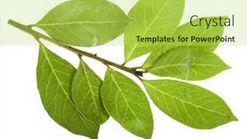  Presentation with branch - Presentation theme enhanced with branch of bay leaves isolated on white background and a yellow colored foreground