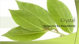  Presentation with branch - Audience pleasing presentation consisting of branch-of-bay-leaves backdrop and a yellow colored foreground