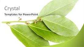  Presentation with branch - Cool new presentation theme with branch-of-bay-leaves backdrop and a white colored foreground