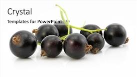  Presentation with currant black white and red - Amazing presentation theme having branch of black currant fruits backdrop and a  colored foreground