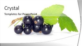  Presentation with currant black white and red - Amazing PPT theme having branch of black currant fruits backdrop and a  colored foreground