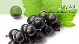  Presentation with currant - Cool new PPT theme with branch of black currant backdrop and a yellow colored foreground