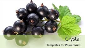  Presentation with currant black white and red - Cool new PPT layouts with branch of black currant backdrop and a yellow colored foreground