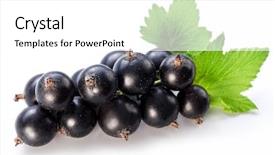 Presentation with currant - Theme enhanced with elderly photographer background and a gray colored foreground