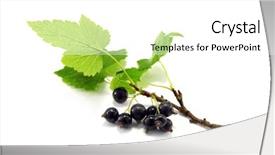  Presentation with blackberry - Presentation theme enhanced with branch of blackberry isolated on white background and a white colored foreground
