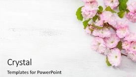  Presentation with almond - Beautiful PPT layouts featuring branch of blossom almond prunus backdrop and a white colored foreground