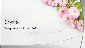  Presentation with almond - Slide set consisting of branch of blossom almond prunus background and a white colored foreground