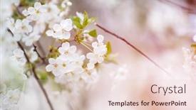  Presentation with beautiful spring flowers - PPT layouts enhanced with branch-of-blossom-sakura-tree background and a lemonade colored foreground