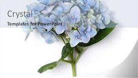  Presentation with white hydrangea - PPT theme having branch-of-blue-hydrangea background and a light blue colored foreground