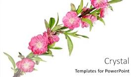  Presentation with cherry blossom - PPT theme consisting of branch-of-cherry-blossom-flower background and a white colored foreground