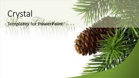  Presentation with white christmas - PPT layouts enhanced with branch of christmas tree background and a soft green colored foreground
