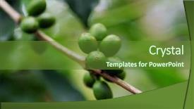  Presentation with growing tree - Amazing theme having branch of coffee tree backdrop and a tawny brown colored foreground