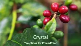  Presentation with growing tree - Theme with branch of coffee tree background and a tawny brown colored foreground