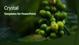  Presentation with growing tree - Slides having branch of coffee tree background and a tawny brown colored foreground