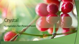  Presentation with coffee beans - PPT theme with branch of coffee tree background and a mint green colored foreground