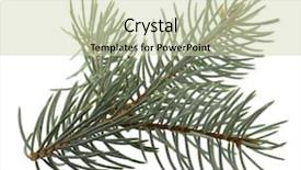  Presentation with needles - Slides enhanced with branch-of-colorado-silver-spruce background and a soft green colored foreground