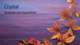  Presentation with virginia - Slides having branch of colorful autumn leaves background and a light blue colored foreground