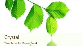  Presentation with reflecting - Presentation theme enhanced with branch of elm leaves reflecting background and a soft green colored foreground